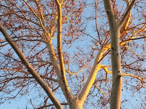 Dendronglow on Twin Sycamore Trees. Setting November Sun. 