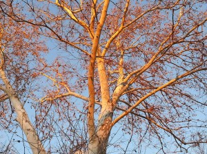 Dendronglow on Twin Sycamore Trees. Setting November Sun.