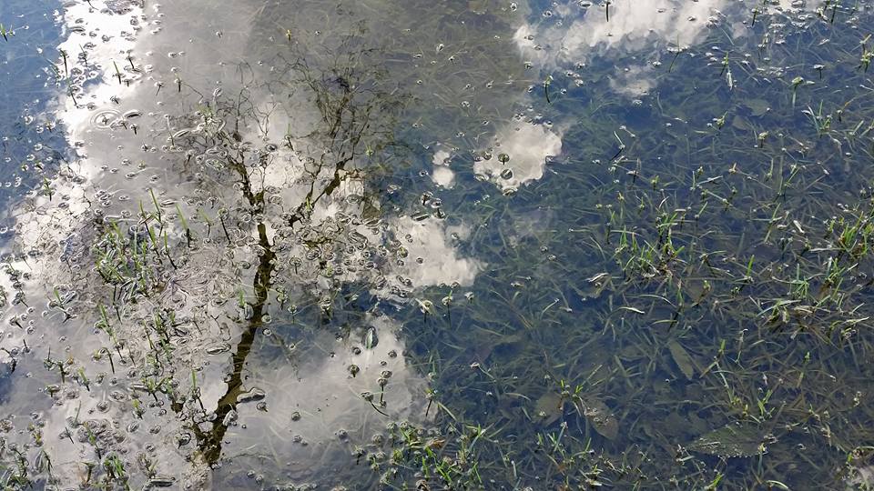 10600441_1311270905555418_268641145937541608_n